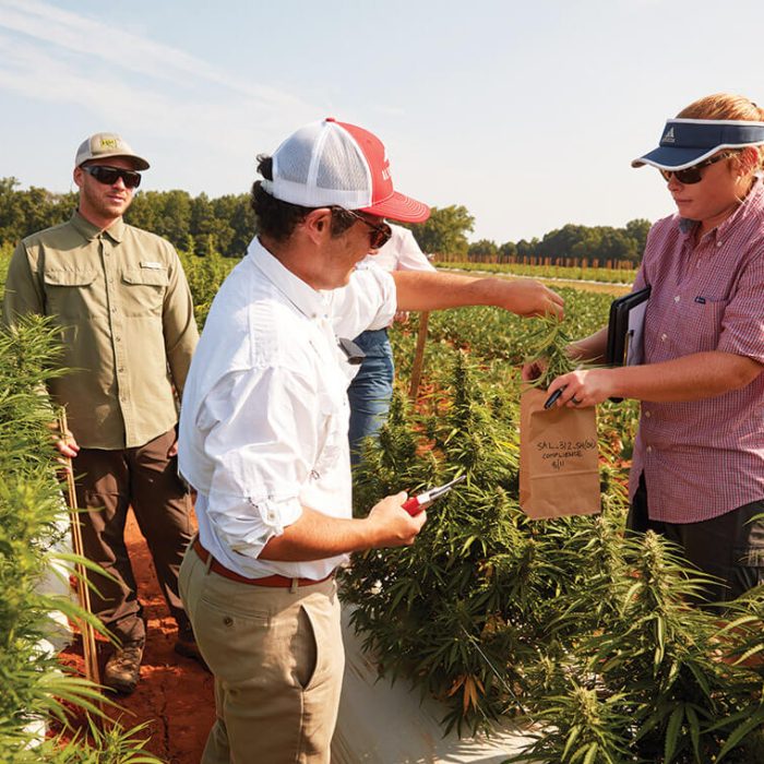 Navigating the Hemp Supply Chain for Small Manufacturers